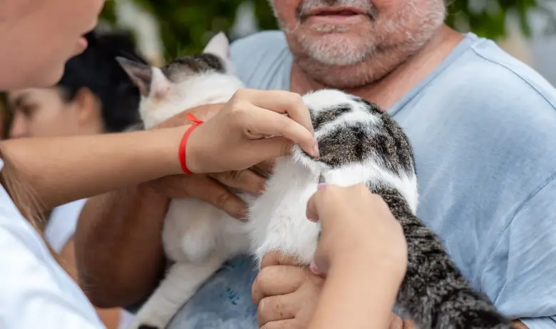 Jaci-Paraná recebe Campanha de Vacinação Antirrábica para cães e gatos neste fim de semana