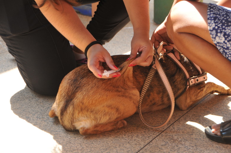 Doença não é transmitida diretamente dos cães para os humanos