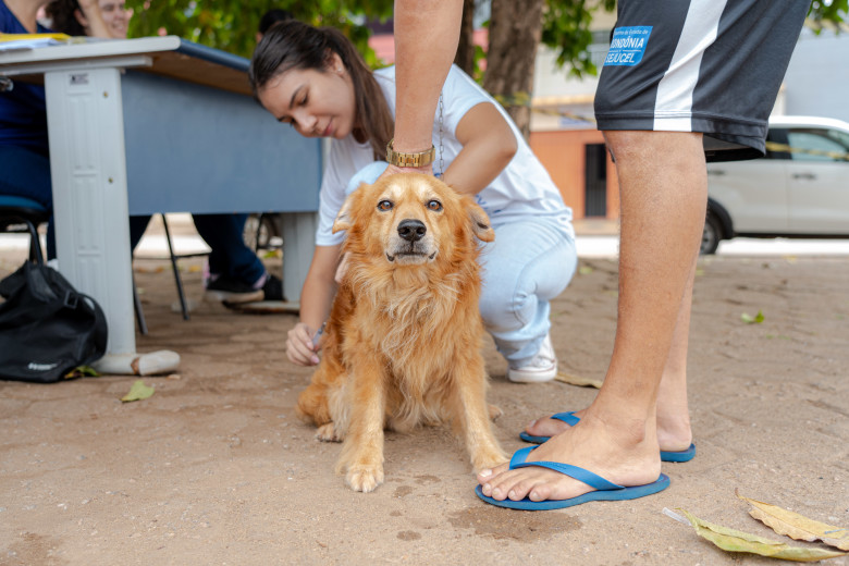 Vacinação antirrábica é fundamental para a saúde dos animais e para a saúde pública