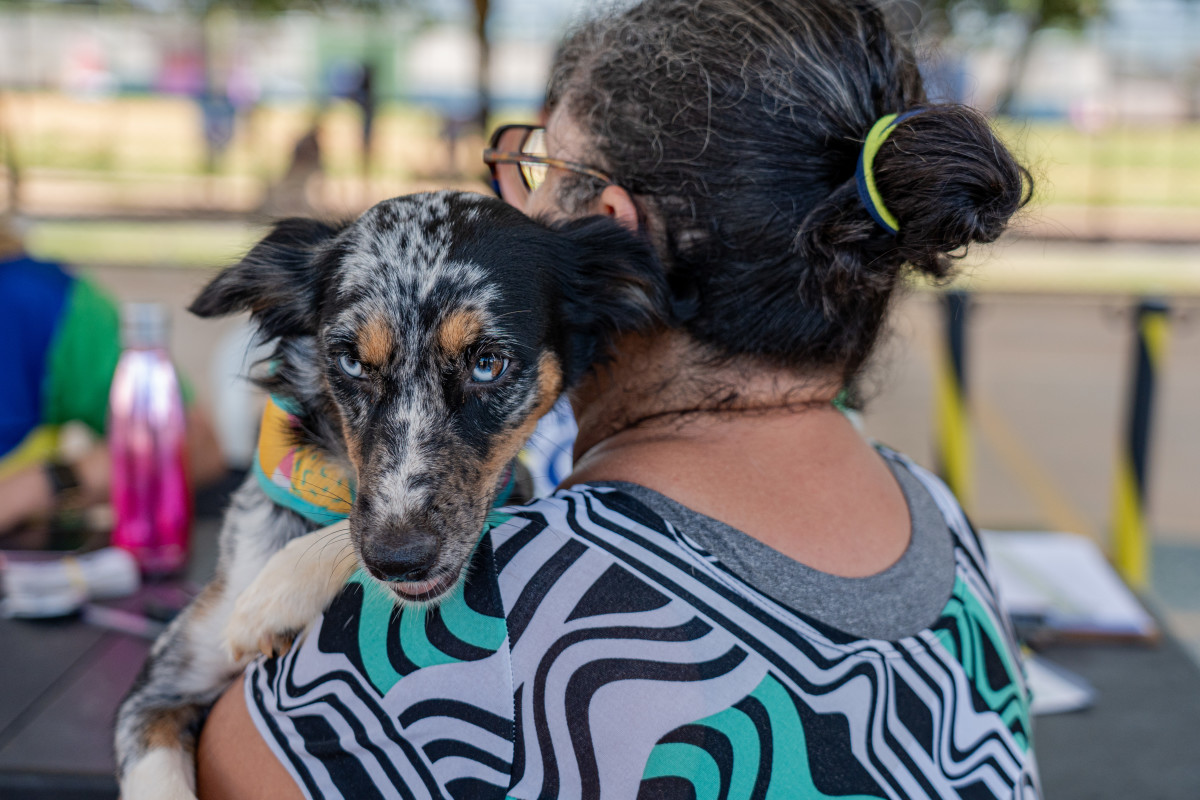 Controle do vetor e a detecção precoce de animais infectados são fundamentais para impedir a disseminação