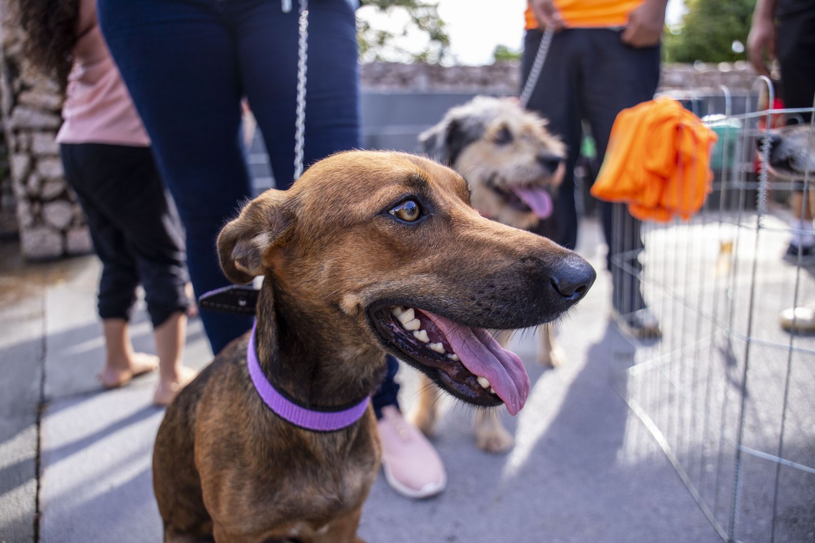Melhor forma de evitar a doença é a vacinação dos animais domésticos