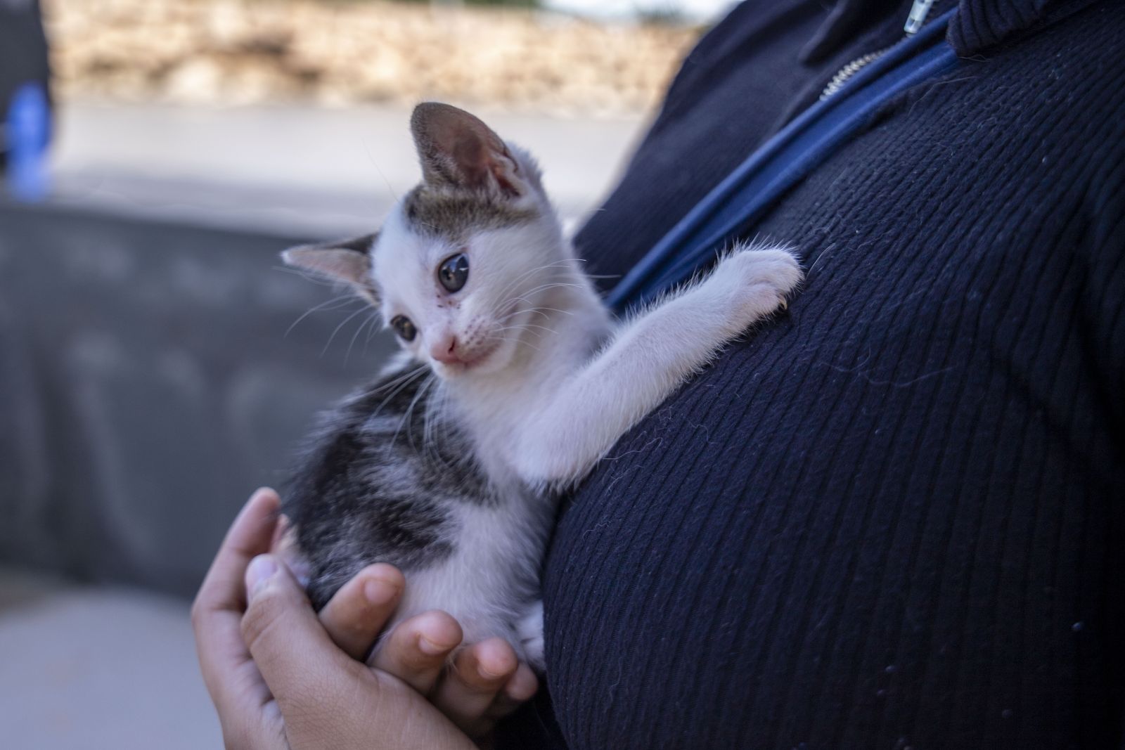 Nos animais domésticos, o sintoma de salivação excessiva também acontece, como nos humanos