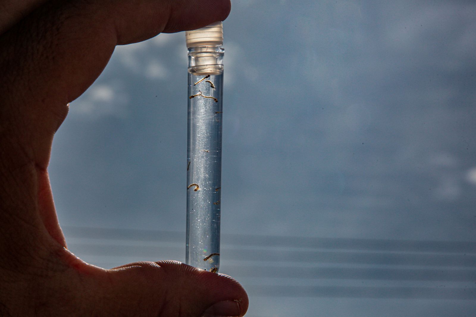 Pulverização atua somente na fase adulta do mosquito