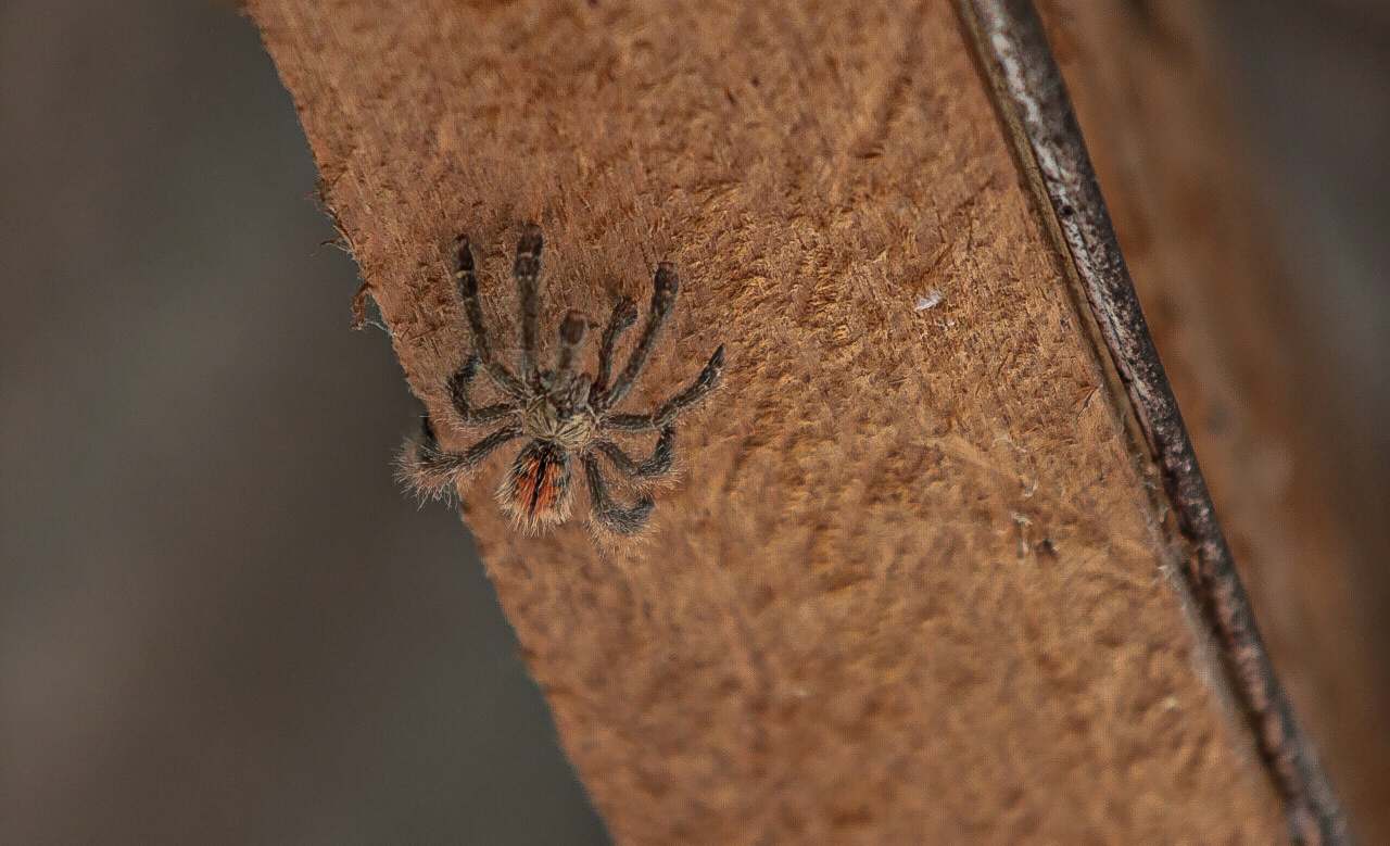 Para retirar aranhas e escorpiões utilize uma vassoura ou algo que mantenha distância