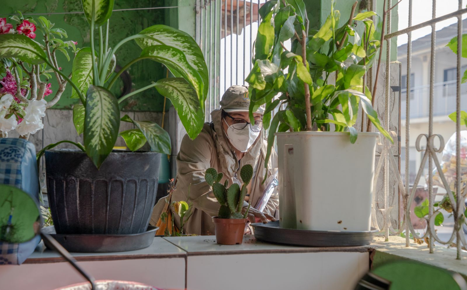 Semusa alerta para a colocação de areia nos pratos dos vasos de plantas
