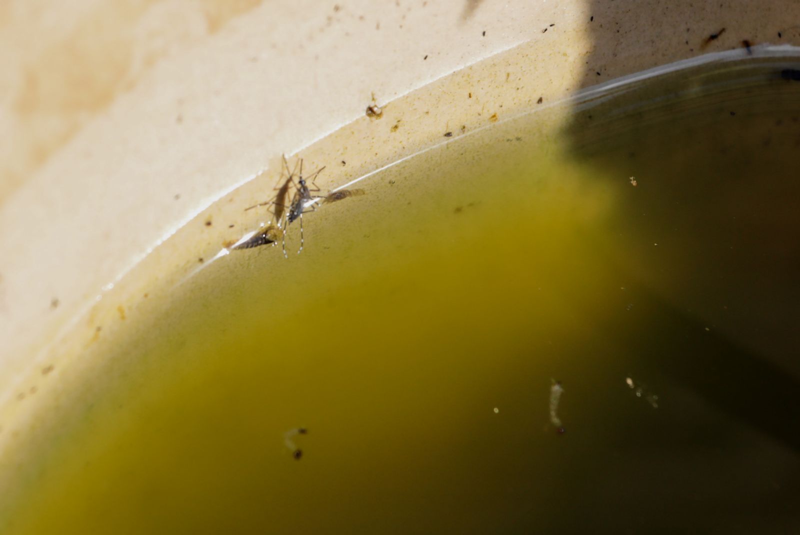 Eliminar água parada é importante para prevenir dengue, zika e chikungunya