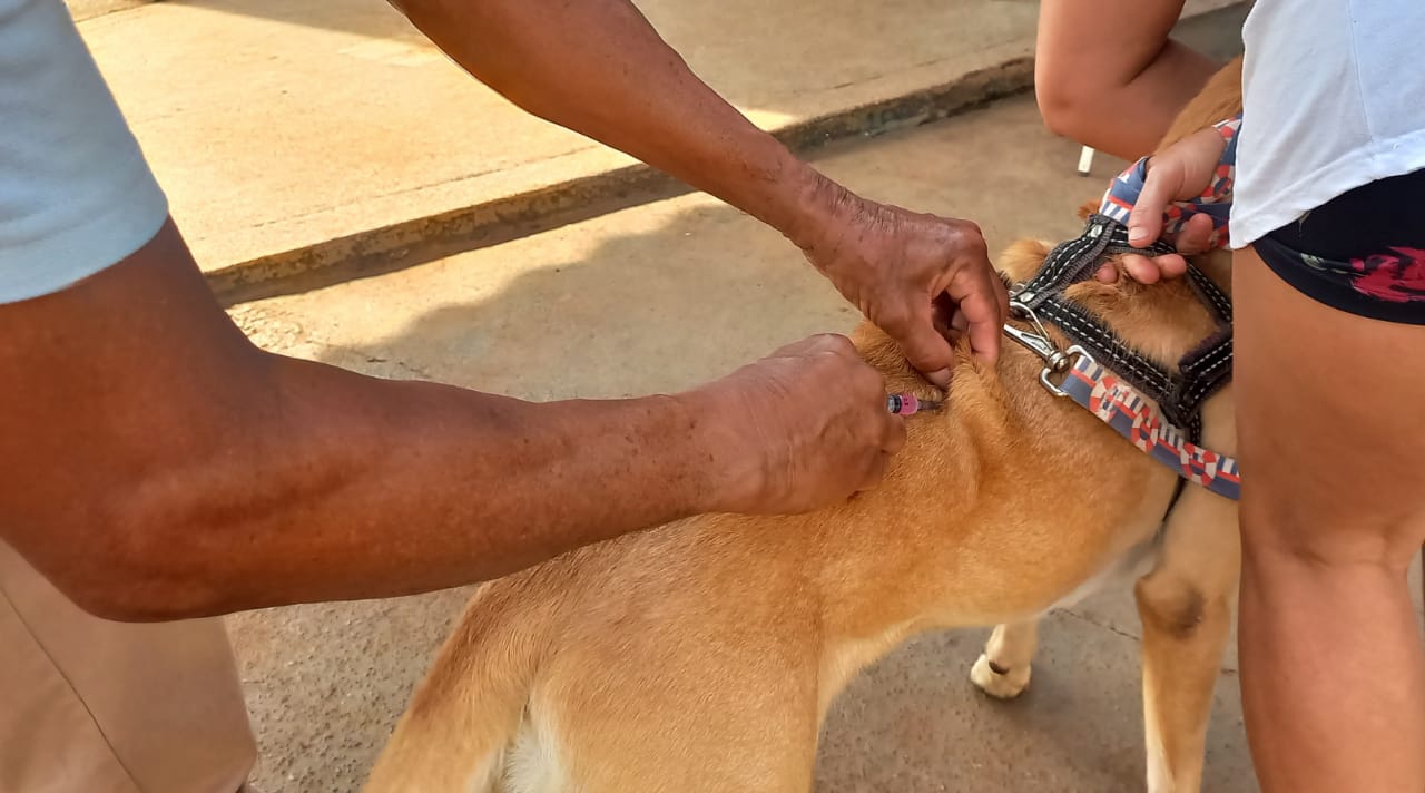 Semusa promoveu um mutirão de vacinação antirrábica