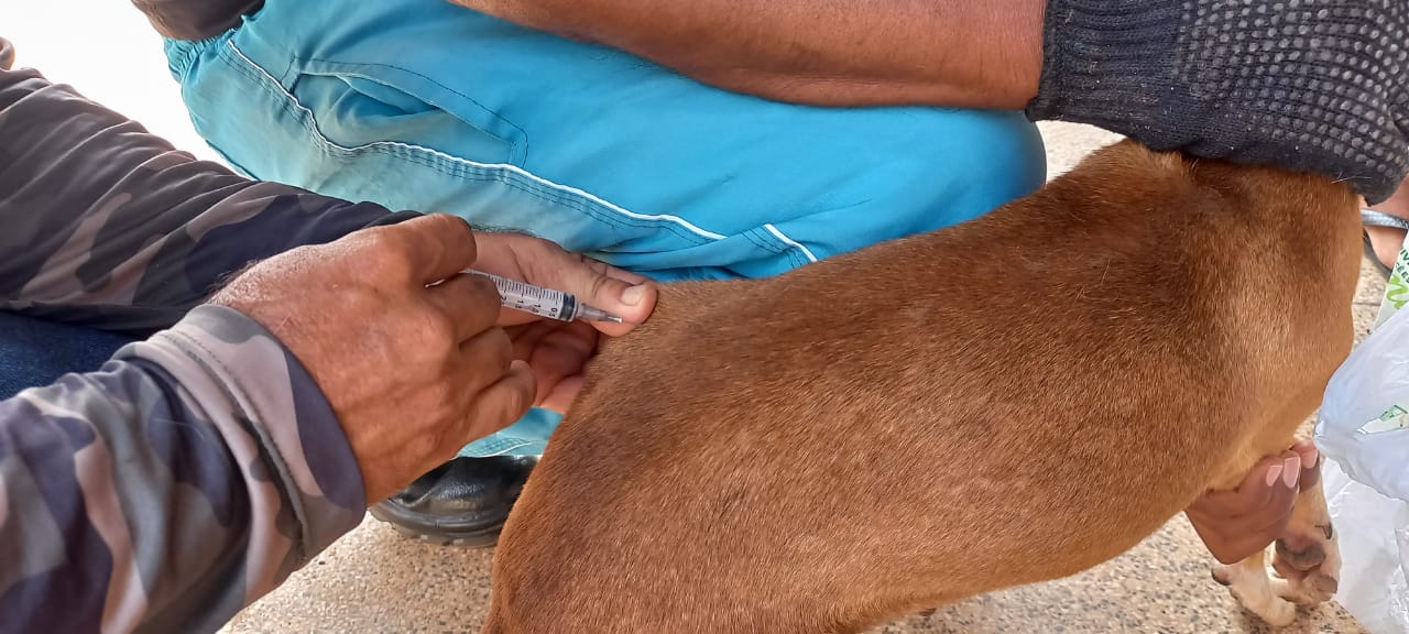 DCZADS oferece o serviço de vacinação em domicílio para quem tem mais de dez animais no mesmo ambiente