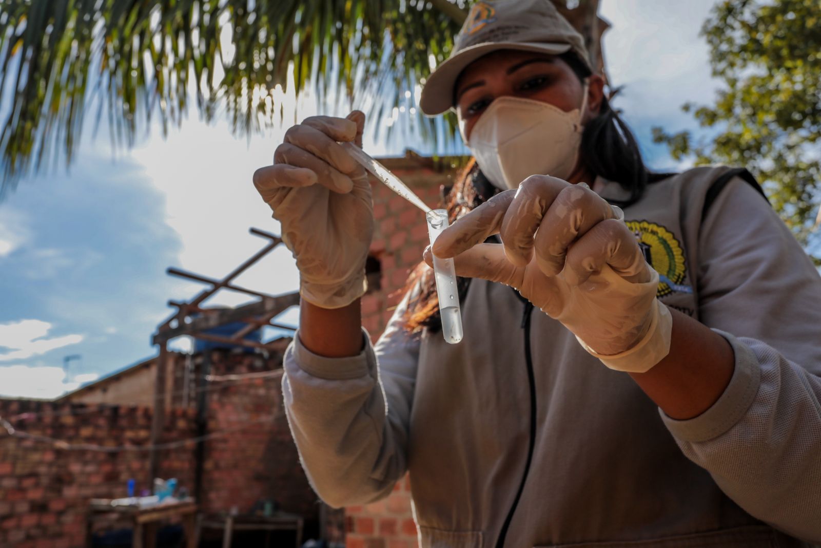 São coletadas as larvas de mosquitos para o estudo em laboratório