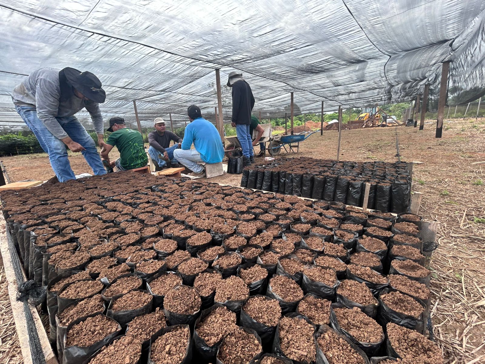  Iniciativa trata da produção de mudas clonais de cacau em viveiro mantido pelo município