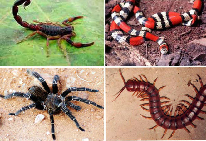 Manter os quintais limpos, sem grama alta e entulhos é a melhor forma de prevenir