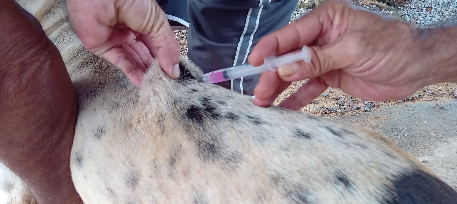 Os animais devem estar sadios e precisam ter mais de três meses de vida para receber a vacina